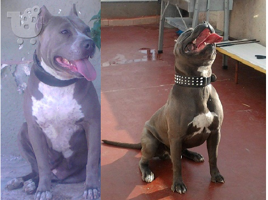 pitbull blue nose bully xl